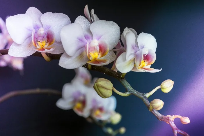 Weiß-rosa Orchideenblüten am Stiel
